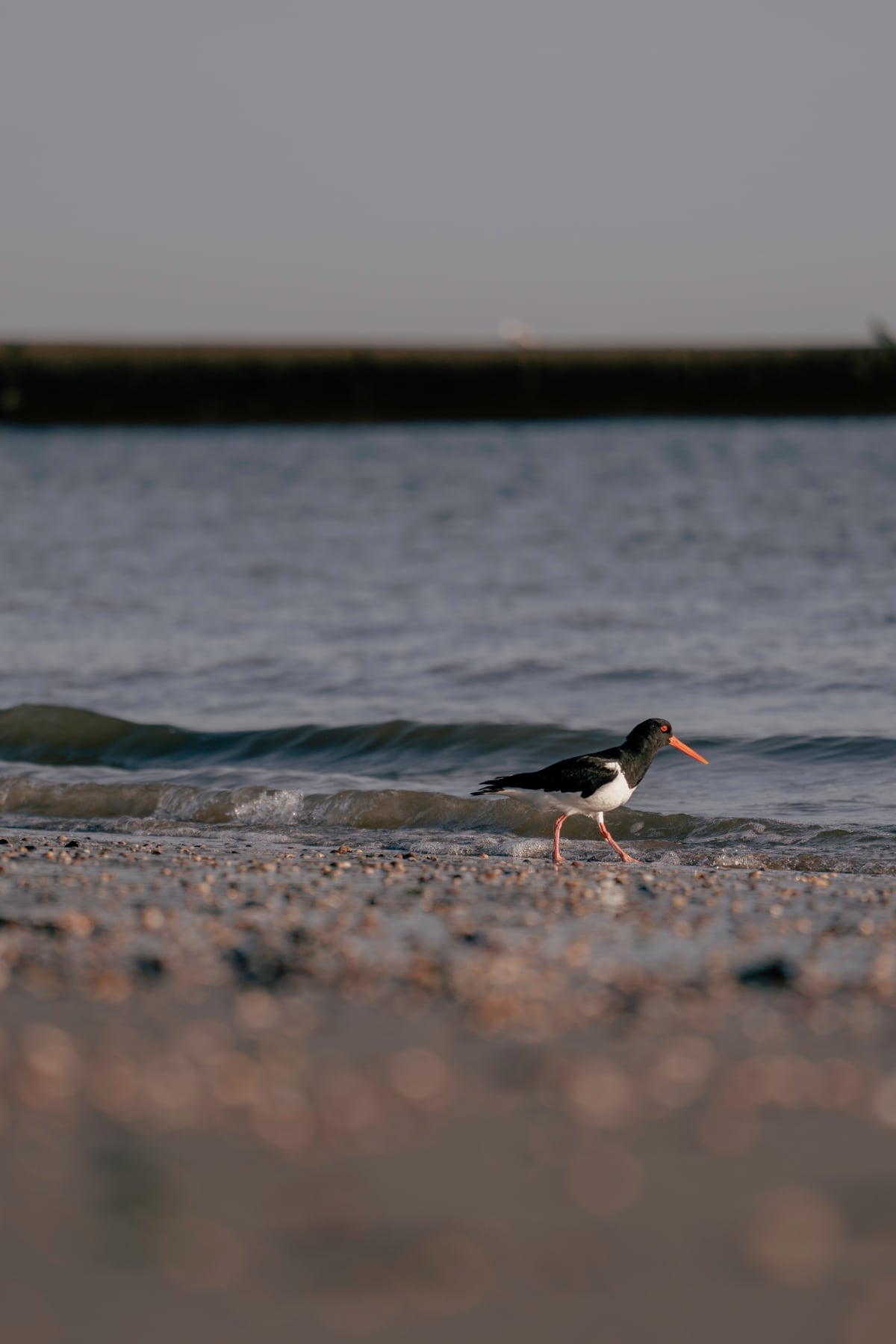 Ein Austernfischer läuft an der Wasserkante auf Borkum