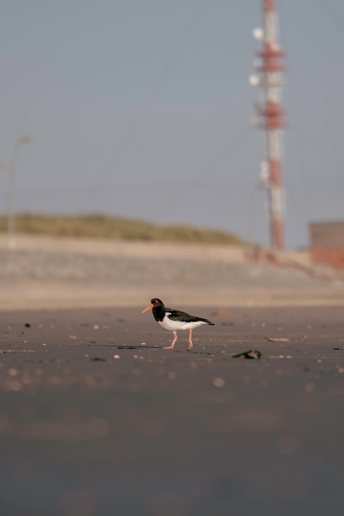 Ein Austernfischer am Strand vor den Borkumer Dünen