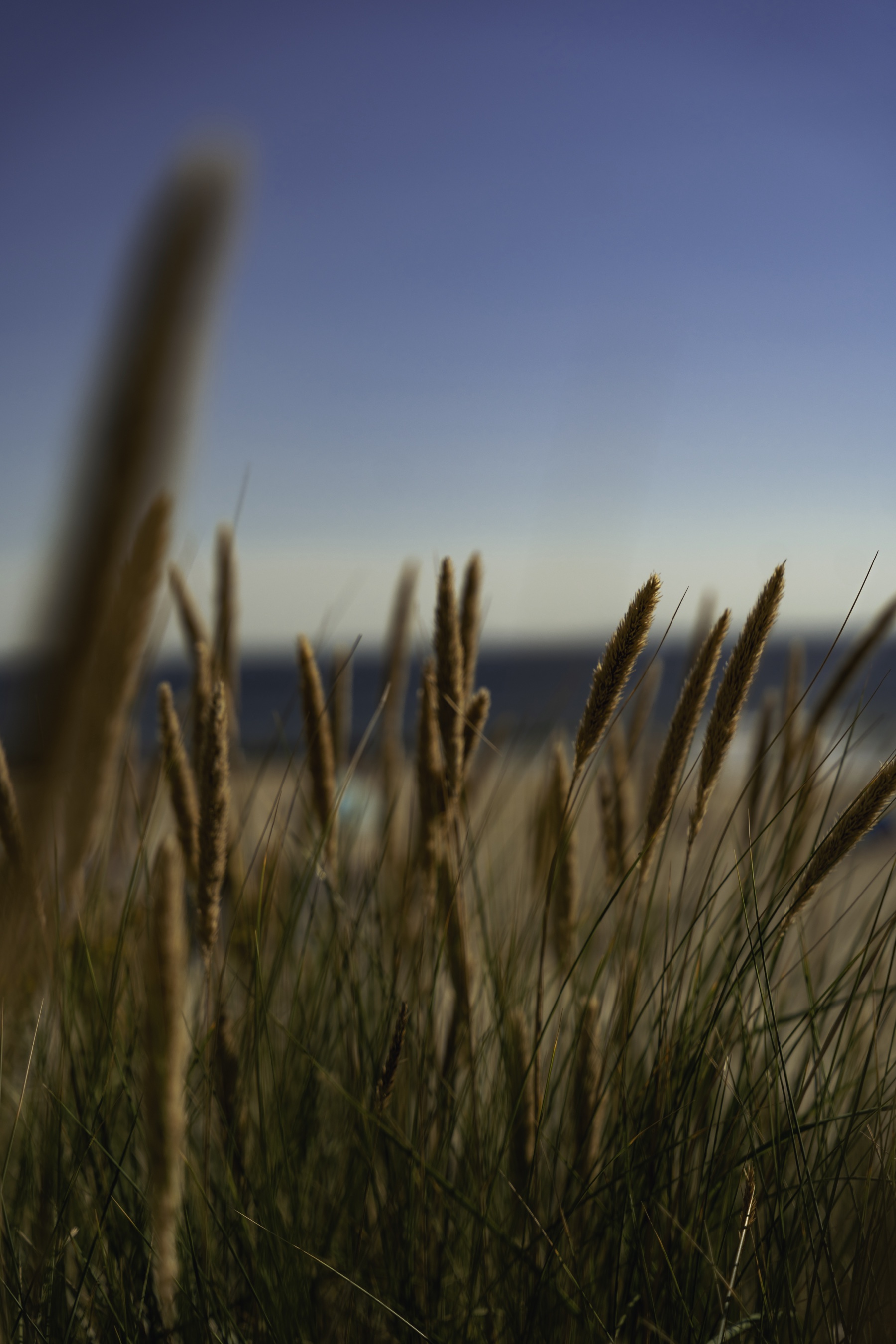 Dünengras im Abendlicht mit Meer und blauem Himmel auf Borkum