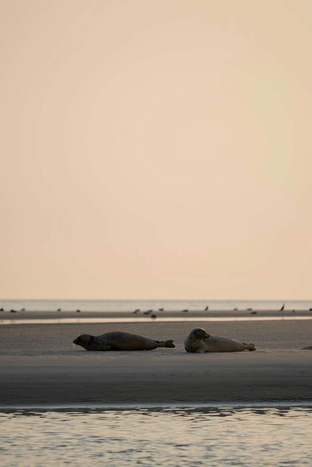 Zwei Robben ruhen im Abendlicht auf dem Borkumer Sand
